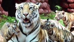 Covid-19 ở Ấn Độ: 8 con sư tử ở Công viên dương tính với virus SARS-CoV-2