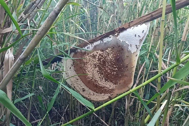 Đến rừng U Minh Hạ săn tổ ong siêu to Đến rừng U Minh Hạ săn tổ ong siêu to