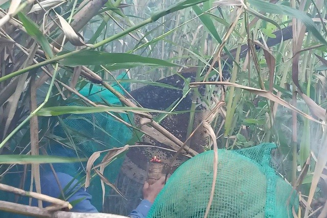 Đến rừng U Minh Hạ săn tổ ong siêu to Đến rừng U Minh Hạ săn tổ ong siêu to