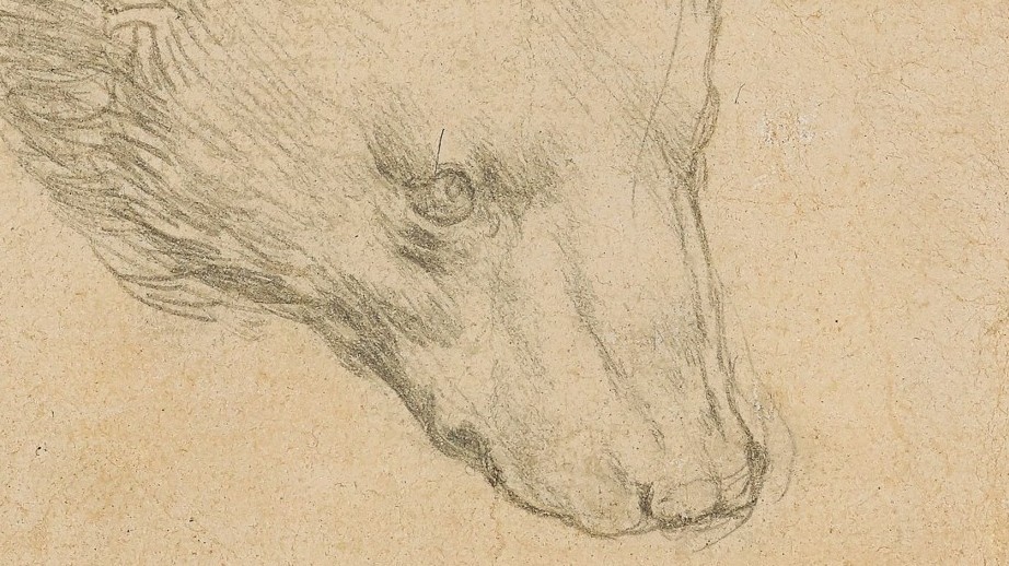 Bức phác họa 'Đầu gấu' của danh họa Leonardo da Vinci được kỳ vọng mức giá không tưởng