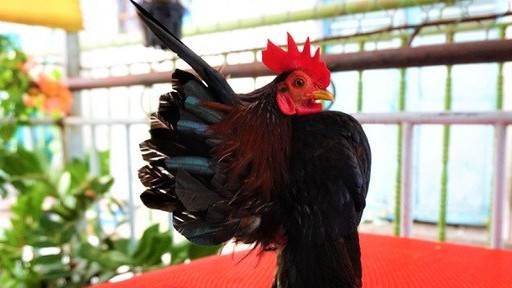 LẠ! Loài gà 'lực sĩ' thích mát xa, uống rượu để 'giữ dáng', giá tiền triệu mỗi con