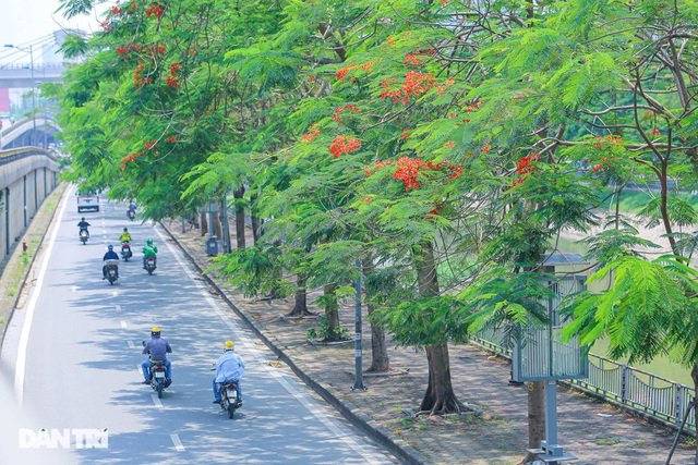 Hoa phượng rực rỡ sắc đỏ to điểm phố phường Hà Nội Hoa phượng rực rỡ sắc đỏ to điểm phố phường Hà Nội