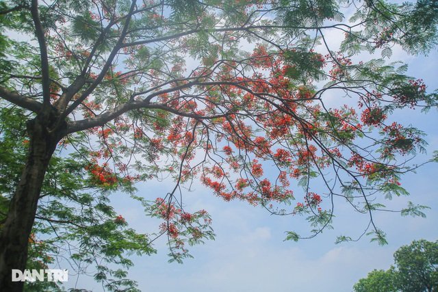 Hoa phượng rực rỡ sắc đỏ to điểm phố phường Hà Nội Hoa phượng rực rỡ sắc đỏ to điểm phố phường Hà Nội