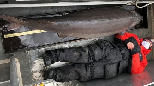 Mỹ: Bắt được cá tầm siêu hiếm, trăm năm tuổi, nặng hơn 100 kg