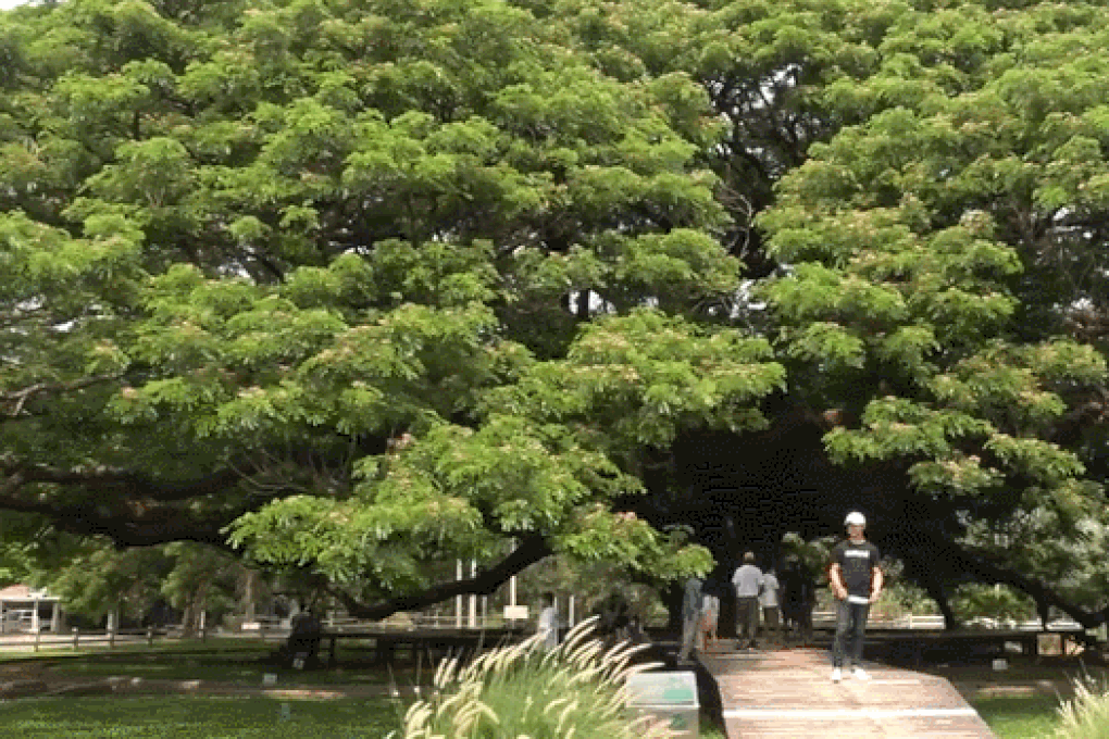 Choáng ngợp với cây cổ thụ khổng lồ hơn 100 tuổi, tán lá rộng 1.600 m²