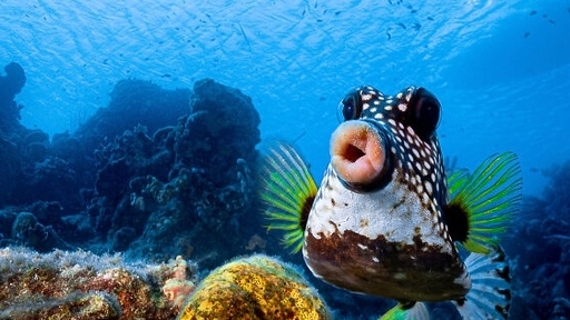 Những khoảnh khắc siêu hài hước trong thế giới động vật hoang dã