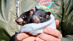 Australia: Quỷ Tasmania con xuất hiện trở lại sau 3.000 năm