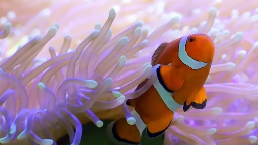 Lạc giữa cảnh thần tiên của những rạn san hô đầy màu sắc dưới đáy đại dương