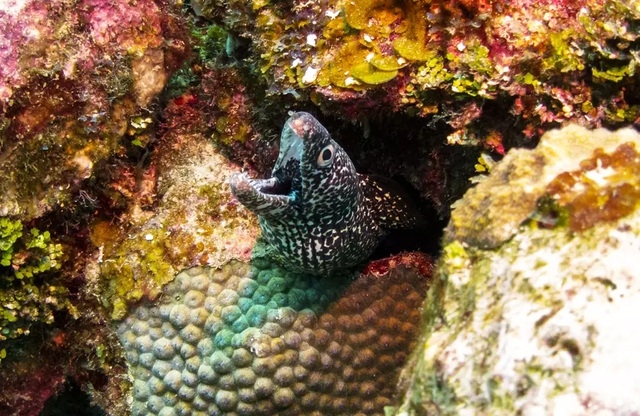 Những rạn san hô đầy màu sắc như vườn hoa dưới đáy đại dương