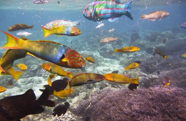 Những rạn san hô đầy màu sắc như vườn hoa dưới đáy đại dương