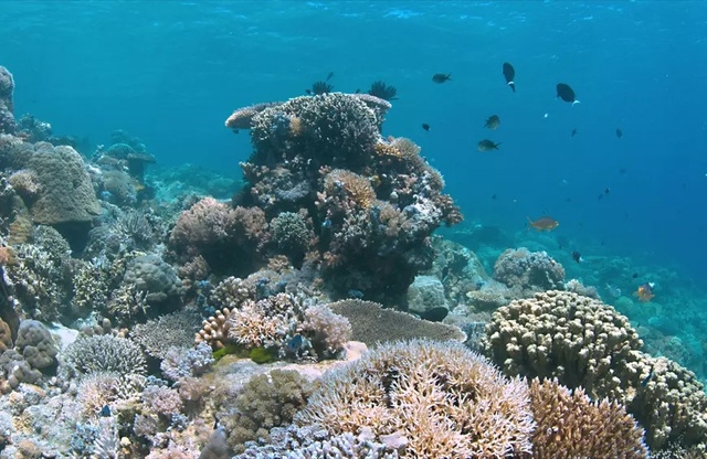 Những rạn san hô đầy màu sắc như vườn hoa dưới đáy đại dương