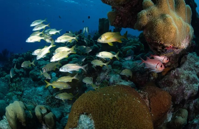 Những rạn san hô đầy màu sắc như vườn hoa dưới đáy đại dương