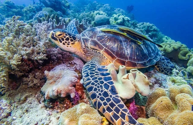 Những rạn san hô đầy màu sắc như vườn hoa dưới đáy đại dương