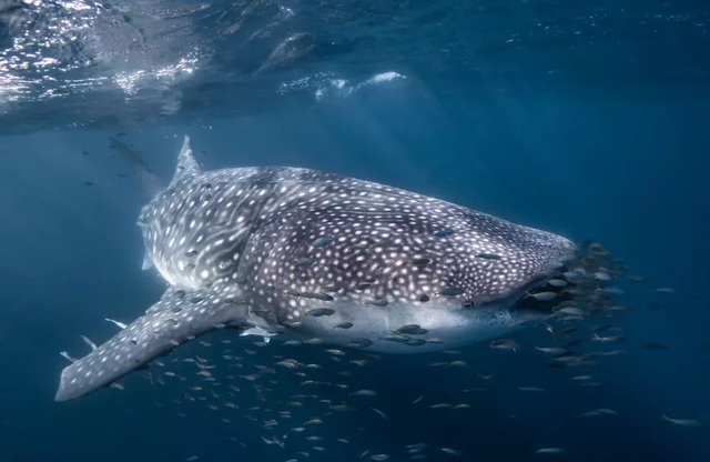 Những rạn san hô đầy màu sắc như vườn hoa dưới đáy đại dương