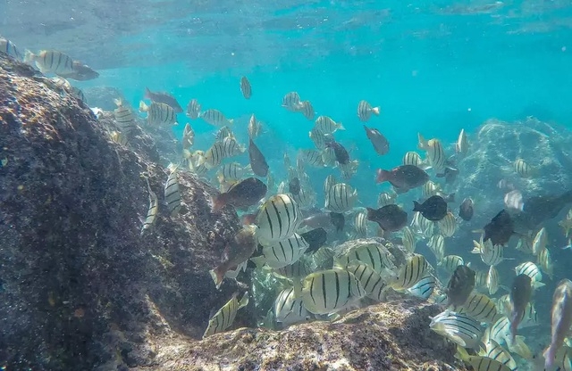 Những rạn san hô đầy màu sắc như vườn hoa dưới đáy đại dương