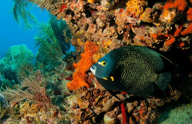 Những rạn san hô đầy màu sắc như vườn hoa dưới đáy đại dương