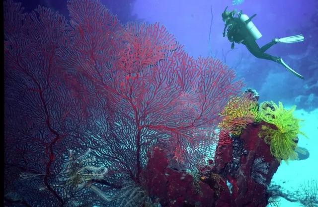 Những rạn san hô đầy màu sắc như vườn hoa dưới đáy đại dương