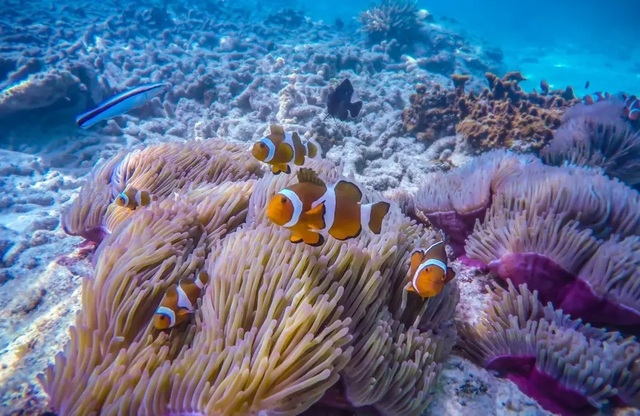 Những rạn san hô đầy màu sắc như vườn hoa dưới đáy đại dương