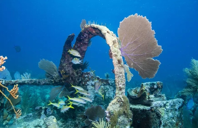 Những rạn san hô đầy màu sắc như vườn hoa dưới đáy đại dương