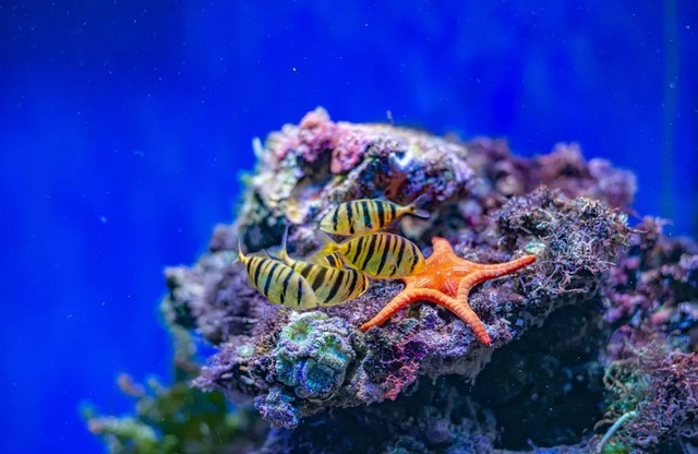 Những rạn san hô đầy màu sắc như vườn hoa dưới đáy đại dương