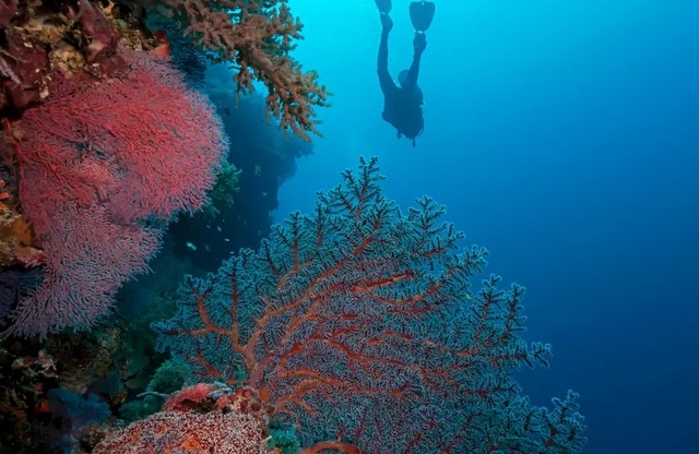Những rạn san hô đầy màu sắc như vườn hoa dưới đáy đại dương