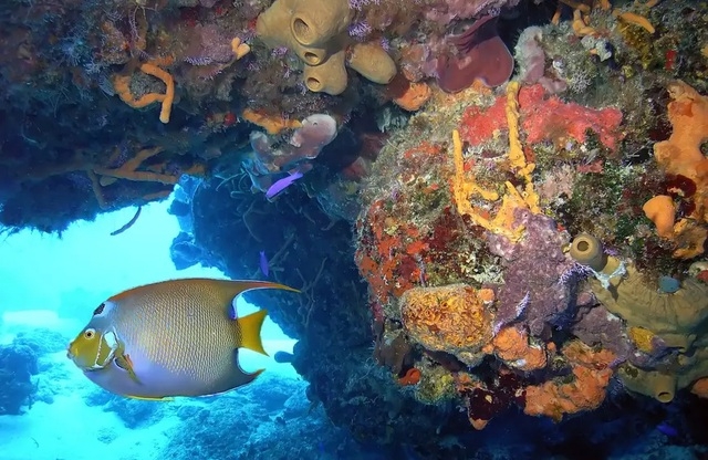 Những rạn san hô đầy màu sắc như vườn hoa dưới đáy đại dương