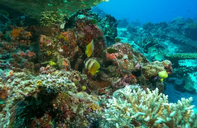 Những rạn san hô đầy màu sắc như vườn hoa dưới đáy đại dương
