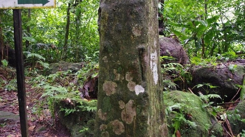 Panama: Thung lũng cây thân vuông hấp dẫn khách du lịch và giới khoa học