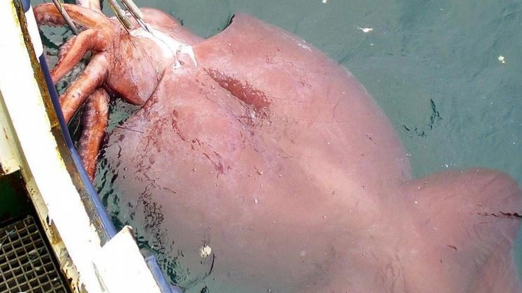 Tại sao sinh vật dưới đáy biển thường có kích thước khổng lồ?