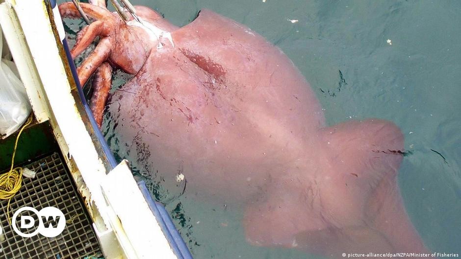 Tại sao những sinh vật dưới đáy biển thường có kích thước khổng lồ?