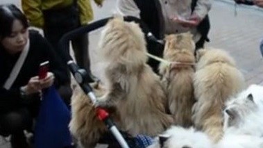 Nghiên cứu mới: Loài mèo có thể làm nhiều việc đáng kinh ngạc