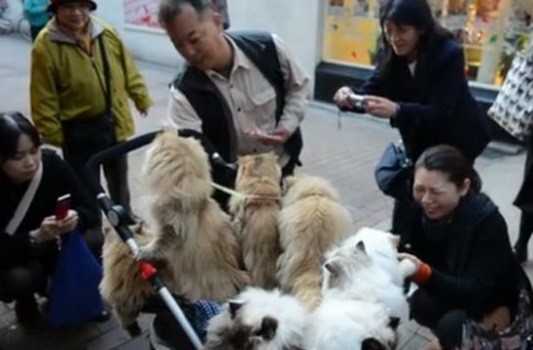 Nghiên cứu thử nghiệm: Loài mèo có khả năng