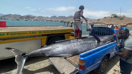 Châu Phi: Con cá khổng lồ nặng 621kg mắc lưỡi câu