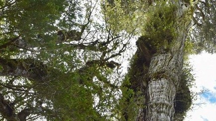 Chile: Cây đại thụ cổ nhất hơn 5.000 tuổi đang chết dần?