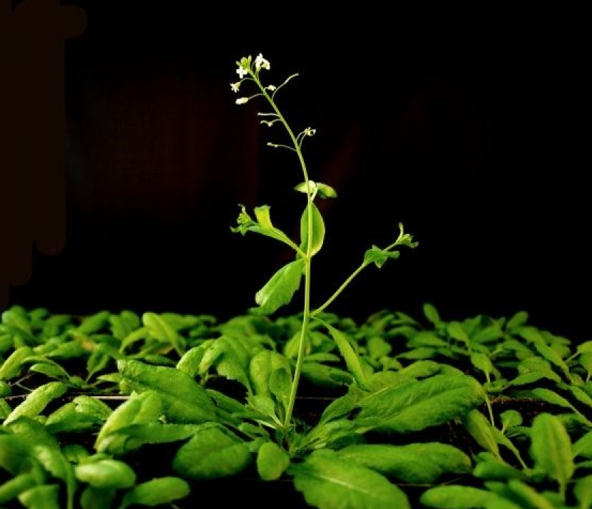 Phát hiện nhóm tế bào có chức năng như bộ não của hạt giống