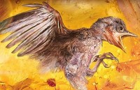 Phát hiện kinh ngạc về xác con chim 100 triệu năm tuổi trong hổ phách