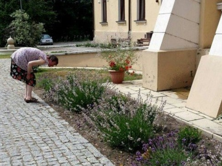 Điều trị bệnh thần kinh thông qua hoạt động làm vườn