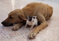 tinh ban tuyet voi giua chu cho chan cuu duc va chu huou bi bo roi