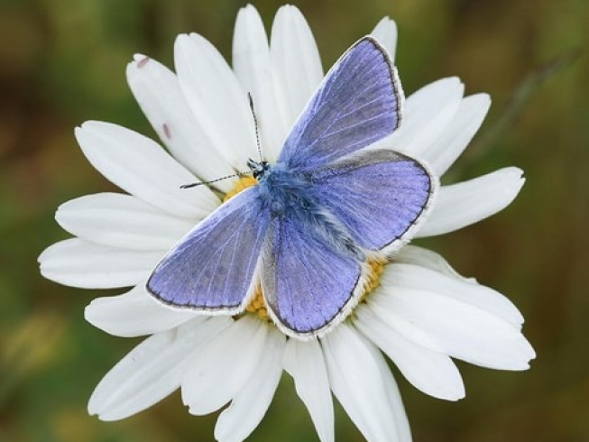 Hình ảnh động vật đẹp mê hồn trên khắp thế giới