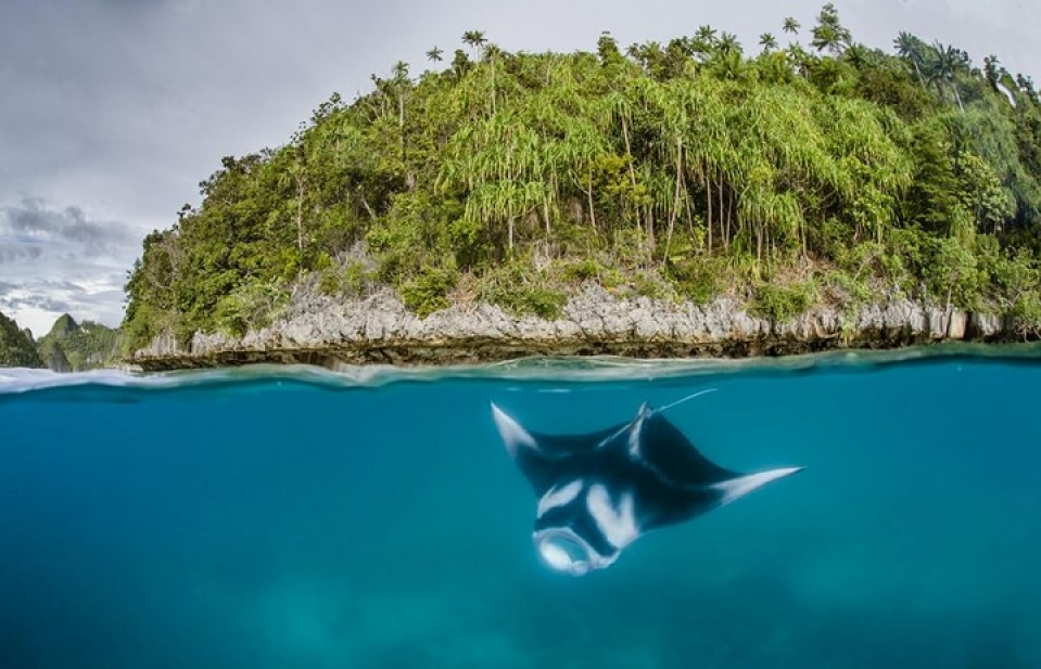 Những bức ảnh động vật đẹp mê hoặc