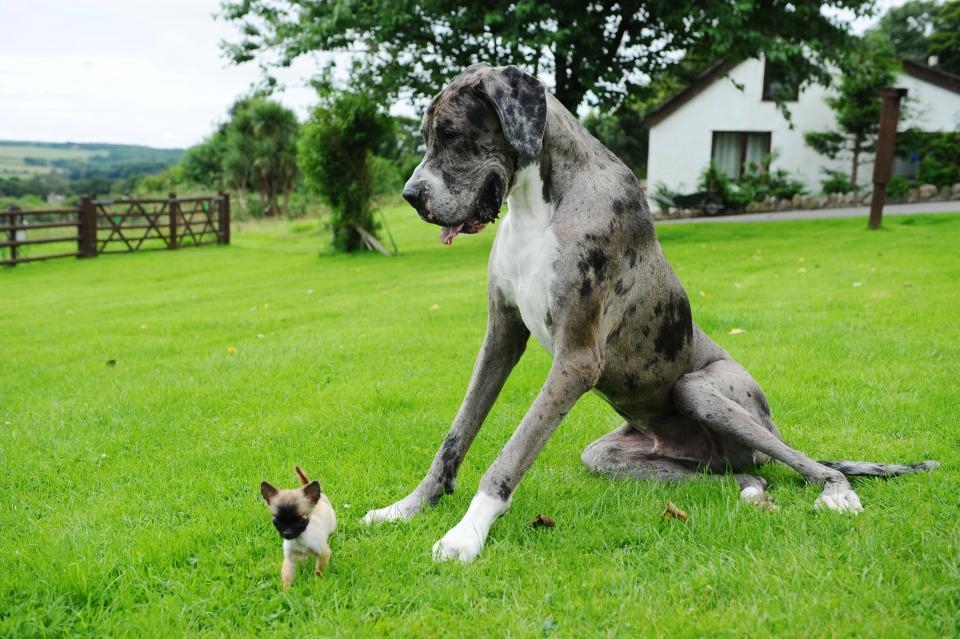 chu cho cao lon nhat hanh tinh qua doi