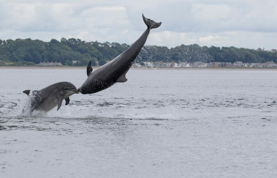 Ảnh động vật đẹp mê hồn trong mọi điều kiện thời tiết khác nhau