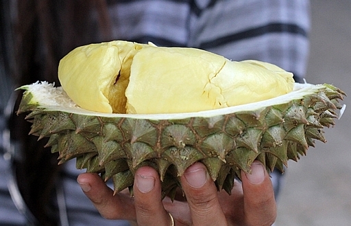 Đến nơi sầu riêng quý hiếm có thể lên giá tới 730 triệu một trái