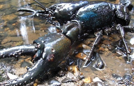 Tôm hùm đất khổng lồ dài gần 1m, sống 60 năm, gẫy càng có thể mọc lại