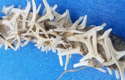 Mỹ: Tranh luận xung quanh bộ xương sinh vật biển kì lạ được cho là ngoài hành tinh