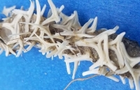 Mỹ: Tranh luận xung quanh bộ xương sinh vật biển kì lạ được cho là ngoài hành tinh