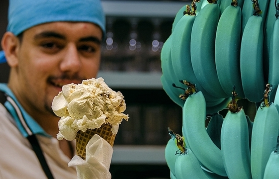 Thưởng thức chuối màu xanh lam – kỳ lạ từ màu sắc cho tới hương vị