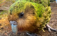 Vẹt béo nhất thế giới bên bờ tuyệt chủng do bệnh truyền nhiễm