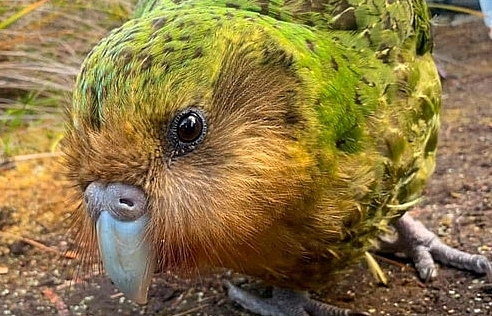 Vẹt béo nhất thế giới bên bờ tuyệt chủng do bệnh truyền nhiễm