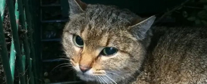 phat hien loai meo cao hoan toan moi o phap